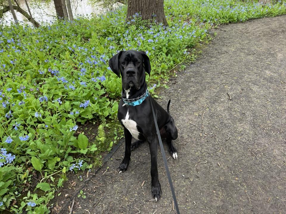 Cyrus, the great dane.