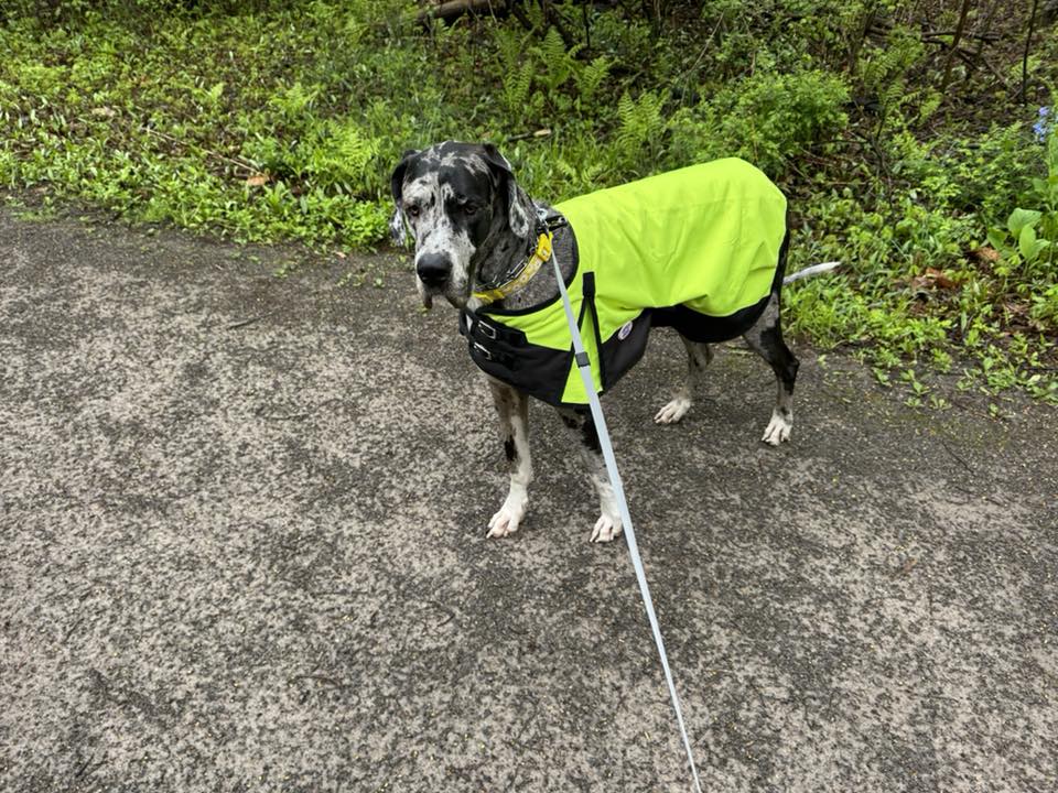 Violet, the great dane wearing a green jacket.